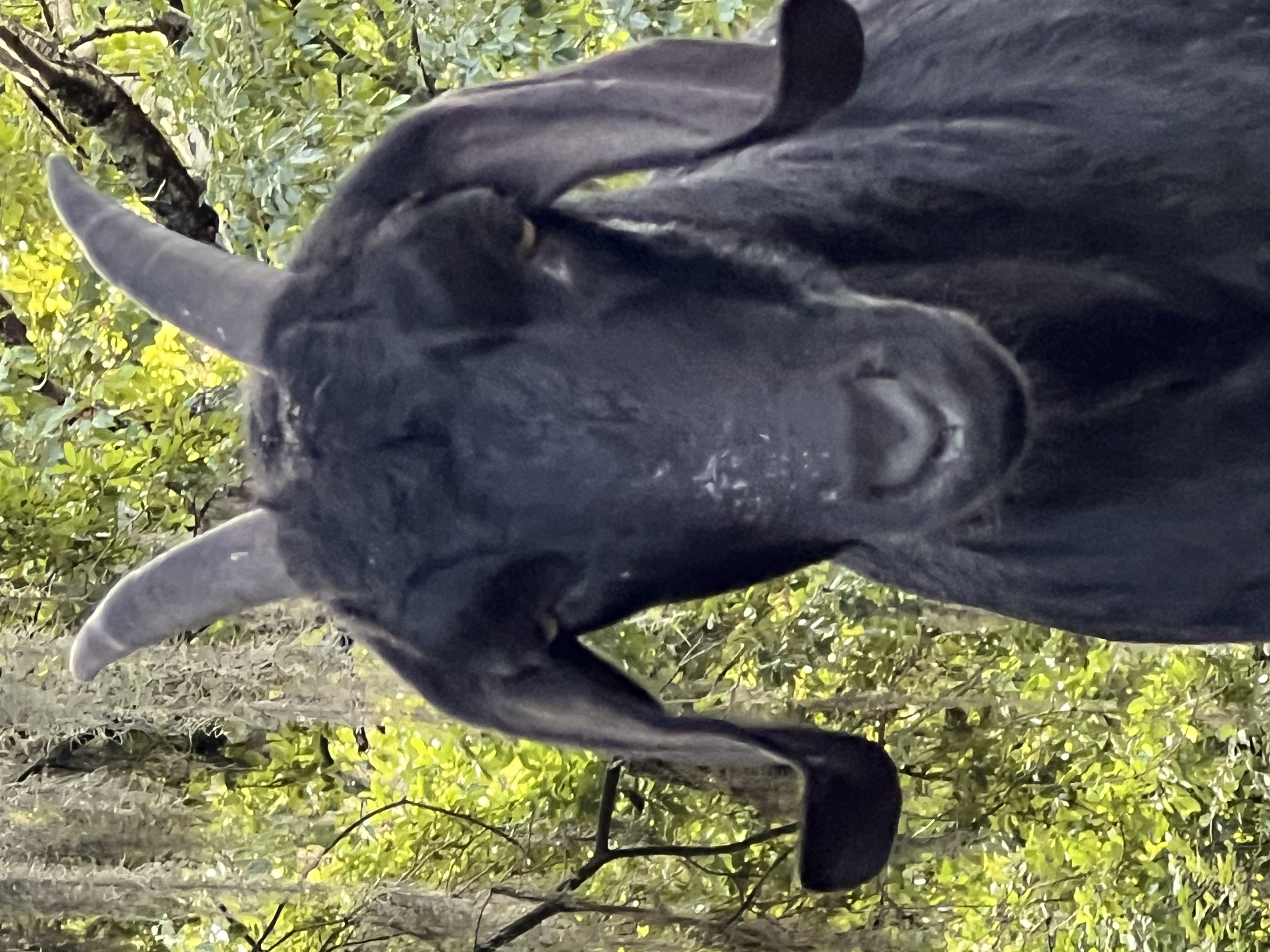 ./2025/06 - Savannah/IMG_0959.jpg